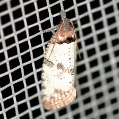Rupicolana orthias (A tortrix or leafroller moth) at O'Connor, ACT - 4 Oct 2020 by ibaird
