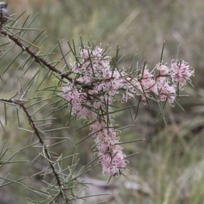 Hakea decurrens subsp. decurrens (Bushy Needlewood) at Black Mountain - 13 Sep 2020 by AlisonMilton