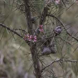 Hakea decurrens subsp. decurrens at Bruce, ACT - 13 Sep 2020