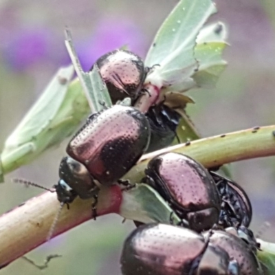 Chrysolina quadrigemina (Greater St Johns Wort beetle) at Mount Mugga Mugga - 5 Oct 2020 by Mike