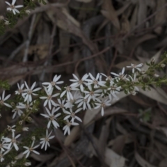 Olearia microphylla (Olearia) at Black Mountain - 12 Sep 2020 by AlisonMilton