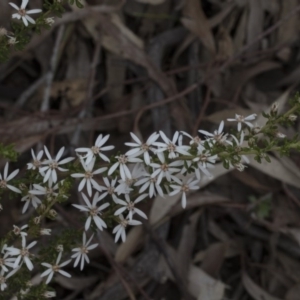 Olearia microphylla at Bruce, ACT - 13 Sep 2020 08:41 AM