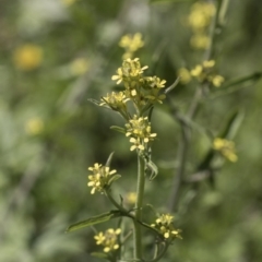 Sisymbrium orientale (Eastern Rocket) at Holt, ACT - 29 Sep 2020 by AlisonMilton