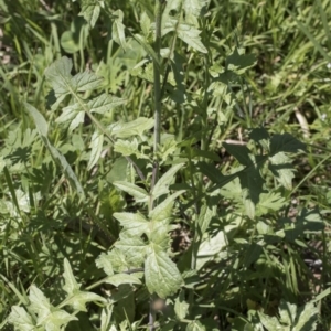 Sisymbrium orientale at Holt, ACT - 29 Sep 2020