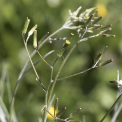 Senecio quadridentatus (Cotton Fireweed) at Holt, ACT - 29 Sep 2020 by AlisonMilton