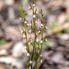 Prasophyllum brevilabre (Short-lip Leek Orchid) at Wingecarribee Local Government Area - 29 Sep 2020 by Aussiegall