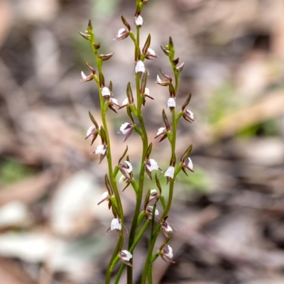 Prasophyllum brevilabre (Short-lip Leek Orchid) at Penrose - 29 Sep 2020 by Aussiegall