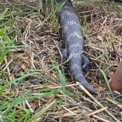 Tiliqua scincoides scincoides at Hughes, ACT - 5 Oct 2020