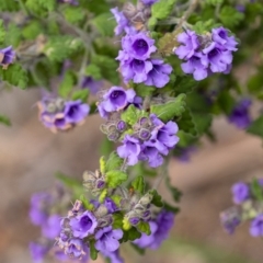 Prostanthera incana (Velvet Mint-bush) at Wingecarribee Local Government Area - 29 Sep 2020 by Aussiegall