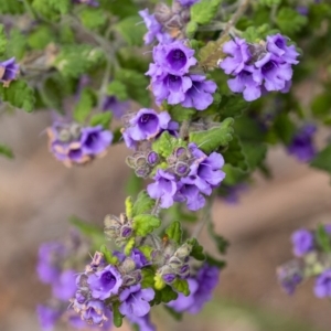 Prostanthera incana at Penrose, NSW - 29 Sep 2020