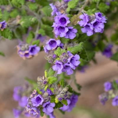 Prostanthera incana (Velvet Mint-bush) at Penrose - 29 Sep 2020 by Aussiegall