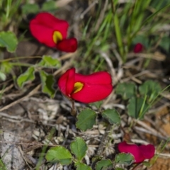 Kennedia prostrata (Running Postman) at Penrose - 27 Sep 2020 by Aussiegall