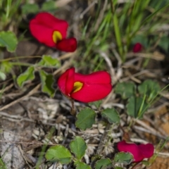 Kennedia prostrata (Running Postman) at Wingecarribee Local Government Area - 27 Sep 2020 by Aussiegall