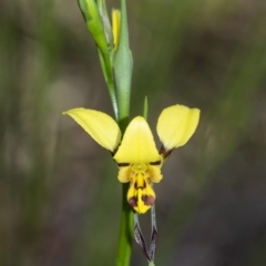 Diuris sulphurea (Tiger Orchid) at Penrose, NSW - 5 Oct 2020 by Aussiegall