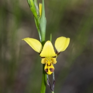 Diuris sulphurea at Penrose, NSW - 5 Oct 2020