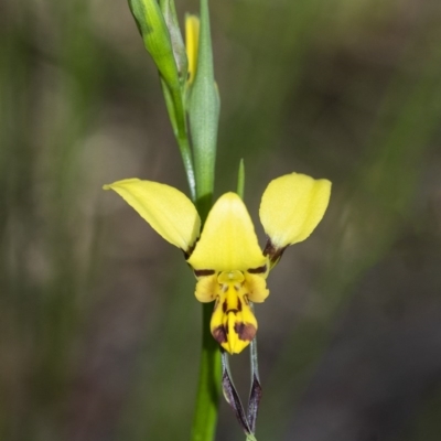 Diuris sulphurea (Tiger Orchid) at Wingecarribee Local Government Area - 5 Oct 2020 by Aussiegall