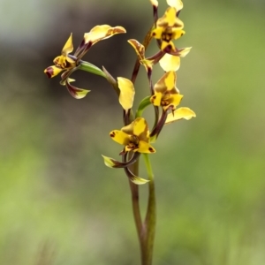 Diuris pardina at Penrose, NSW - 29 Sep 2020