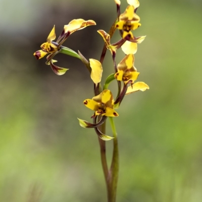 Diuris pardina (Leopard Doubletail) at Penrose - 29 Sep 2020 by Aussiegall