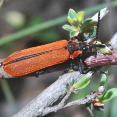 Rhinotia haemoptera (Lycid-mimic belid weevil, Slender Red Weevil) at Downer, ACT - 4 Oct 2020 by Harrisi
