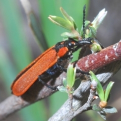 Rhinotia haemoptera at Downer, ACT - 4 Oct 2020