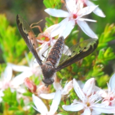 Aleucosia sp. (genus) (Bee Fly) at Nerriga, NSW - 2 Oct 2020 by Harrisi