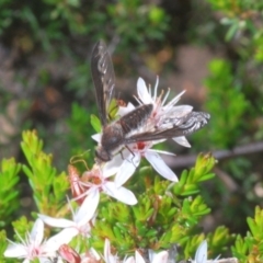 Aleucosia sp. (genus) at Nerriga, NSW - 2 Oct 2020