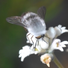 Meomyia sp. (Bee fly) at Tianjara, NSW - 2 Oct 2020 by Harrisi