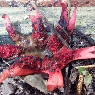 Aseroe rubra (Anemone Stinkhorn) at Murramarang Aboriginal Area - 4 Oct 2020 by GLemann