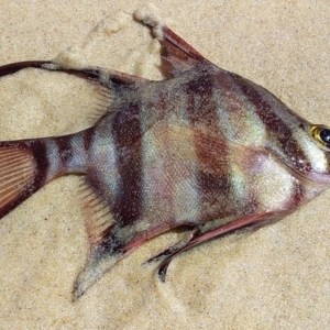 Enoplosus armatus at Bawley Point, NSW - 4 Oct 2020