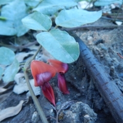 Kennedia rubicunda (Dusky Coral Pea) at Cockwhy, NSW - 2 Oct 2020 by GLemann
