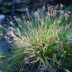 Juncus planifolius (TBC) at Bawley Point, NSW - 2 Oct 2020 by GLemann