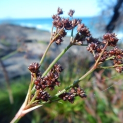 Juncus sp. at Meroo National Park - 2 Oct 2020 03:18 PM