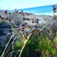 Juncus sp. at Meroo National Park - 2 Oct 2020