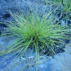 Isolepis inundata (Swamp Club Rush) at Meroo National Park - 2 Oct 2020 by GLemann