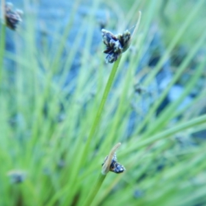 Isolepis inundata at Meroo National Park - 2 Oct 2020