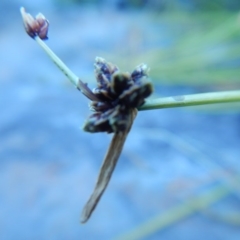 Isolepis inundata at Meroo National Park - 2 Oct 2020 03:21 PM