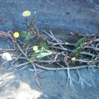 Cotula coronopifolia (Water Buttons) at Meroo National Park - 2 Oct 2020 by GLemann