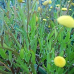 Cotula coronopifolia at Bawley Point, NSW - 2 Oct 2020