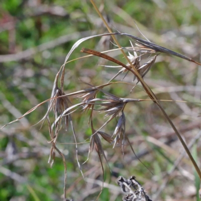 Themeda triandra (Kangaroo Grass) at Dryandra St Woodland - 2 Oct 2020 by ConBoekel