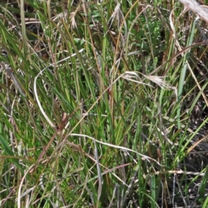 Themeda triandra at O'Connor, ACT - 3 Oct 2020