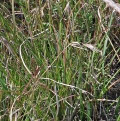 Themeda triandra at O'Connor, ACT - 3 Oct 2020