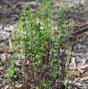 Cheilanthes sieberi at O'Connor, ACT - 3 Oct 2020