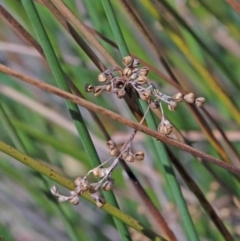 Juncus (genus) (A Rush) at O'Connor, ACT - 3 Oct 2020 by ConBoekel