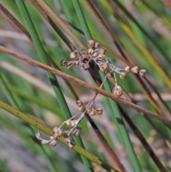 Juncus sp. (A Rush) at Dryandra St Woodland - 2 Oct 2020 by ConBoekel