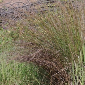 Juncus sp. at O'Connor, ACT - 3 Oct 2020 09:30 AM