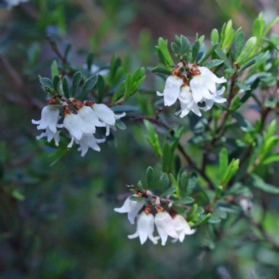 Cryptandra amara (Bitter Cryptandra) at Dryandra St Woodland - 2 Oct 2020 by ConBoekel