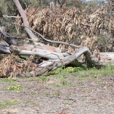 Eucalyptus rossii (Inland Scribbly Gum) at Dryandra St Woodland - 2 Oct 2020 by ConBoekel