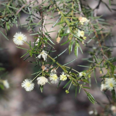Acacia genistifolia (Early Wattle) at Dryandra St Woodland - 2 Oct 2020 by ConBoekel