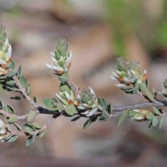 Brachyloma daphnoides (Daphne Heath) at Dryandra St Woodland - 2 Oct 2020 by ConBoekel