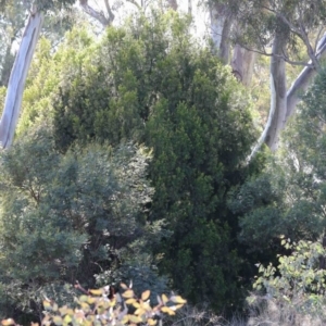 Exocarpos cupressiformis at O'Connor, ACT - 3 Oct 2020